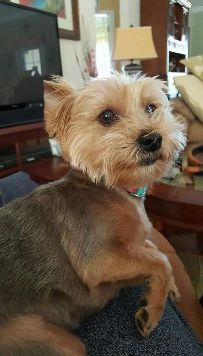 Yorkie photo