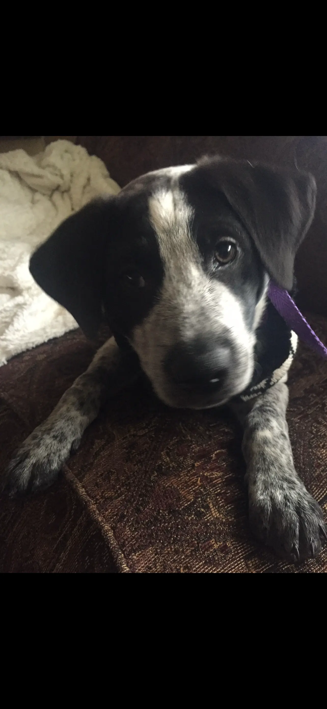 Puppy photo